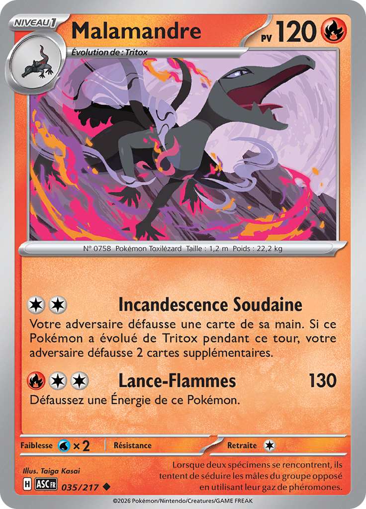Malamandre -  -  - Peu commune